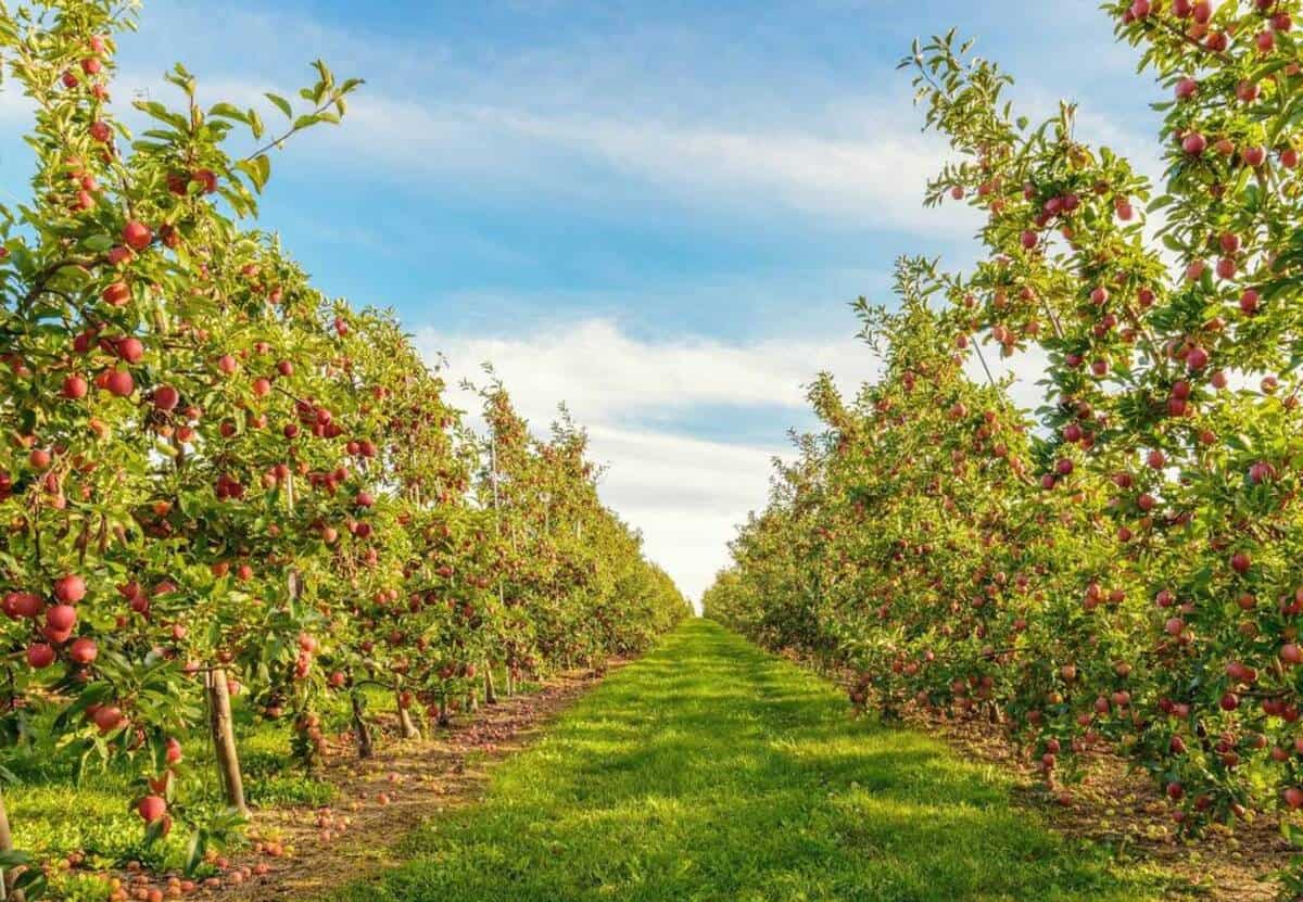 Chuyển mục đích sử dụng đất