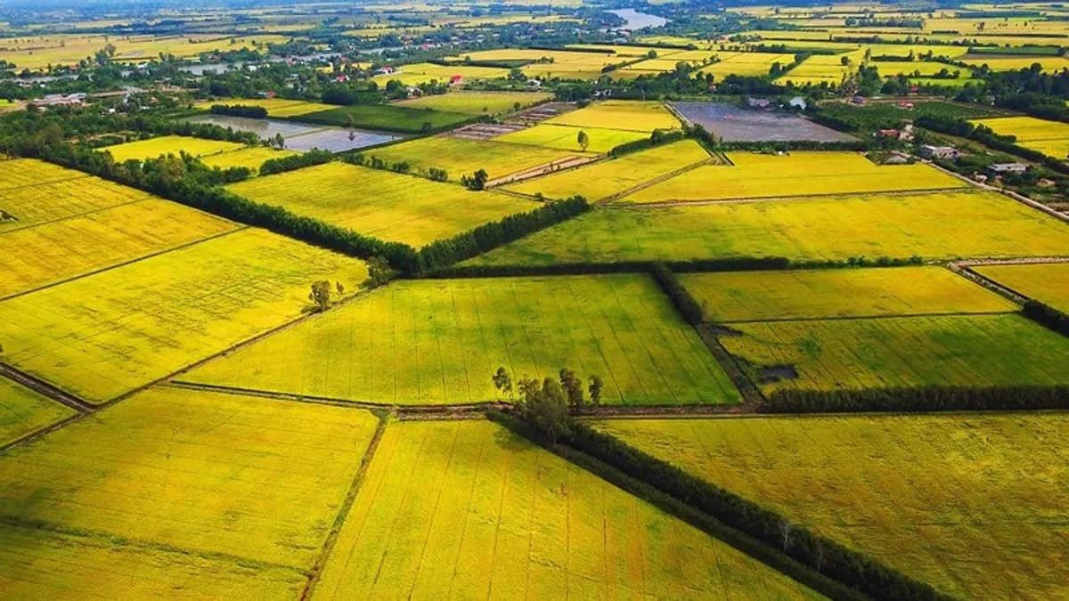 Giá đền bù đất trồng lúa 2023 được tính như thế nào?