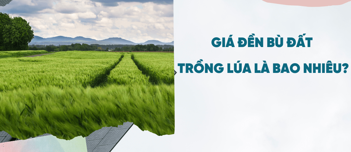 Giá đền bù đất trồng lúa