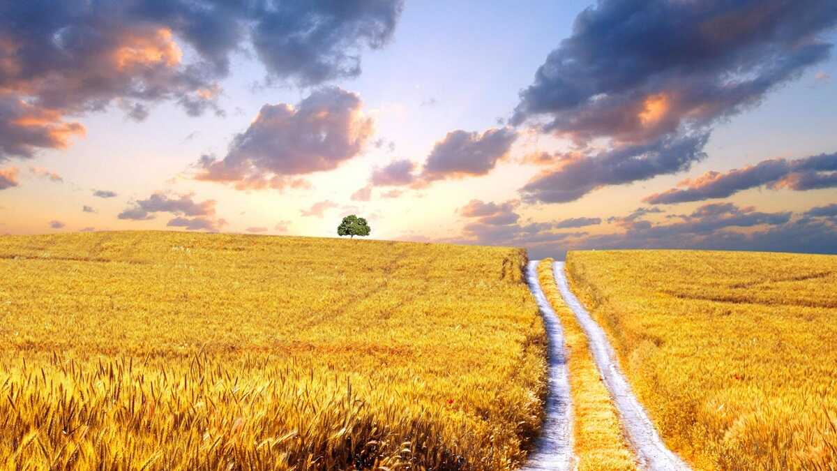 Có thể trả tiền thuê đất nông nghiệp 1 lần hoặc trả hàng năm