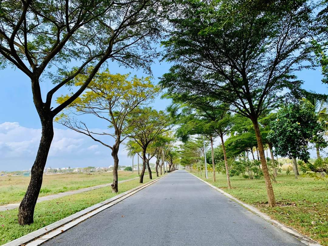 Hàng cây xanh được trồng ven đường tại dự án  đất nền B Ocean