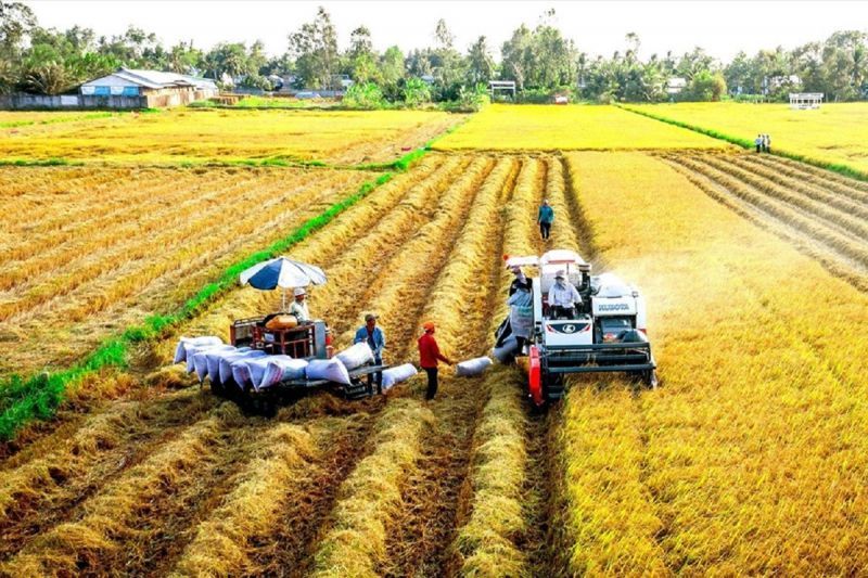 Khung giá đền bù đất trồng lúa theo quy định mới 2024