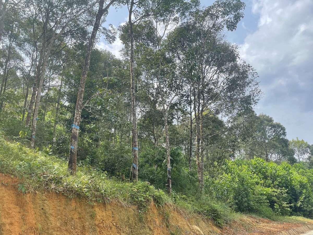 Bài đăng bán đất nhấn mạnh độ hot