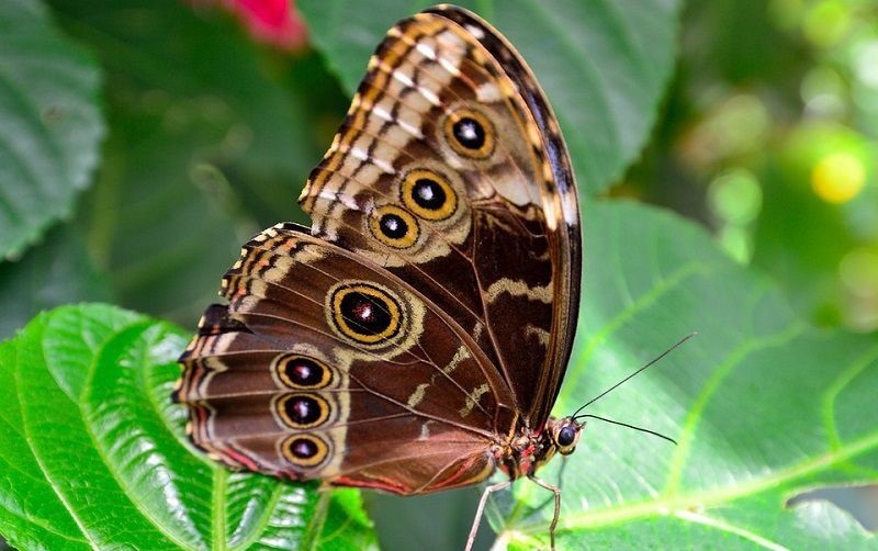 Giải mã hiện tượng bướm đốm nâu bay vào nhà