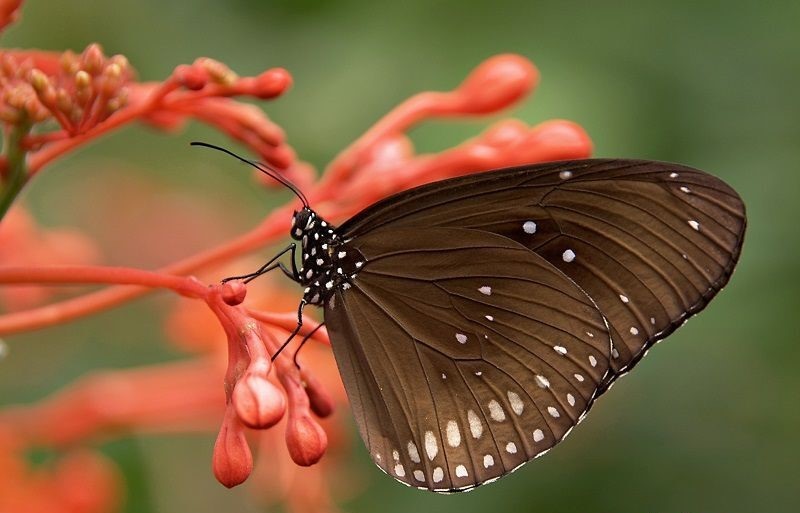 Những ý nghĩa của loài bướm
