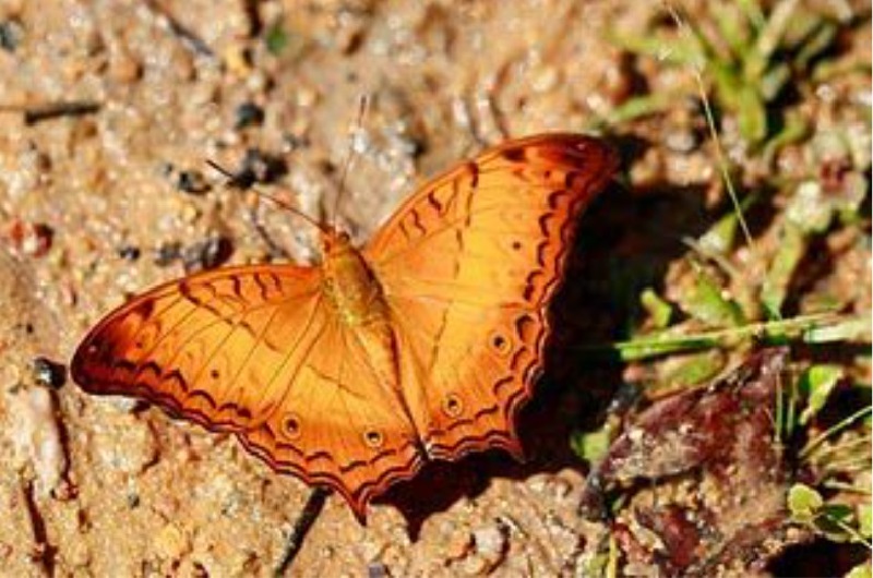Bướm vàng bay vào nhà bạn vào ban ngày