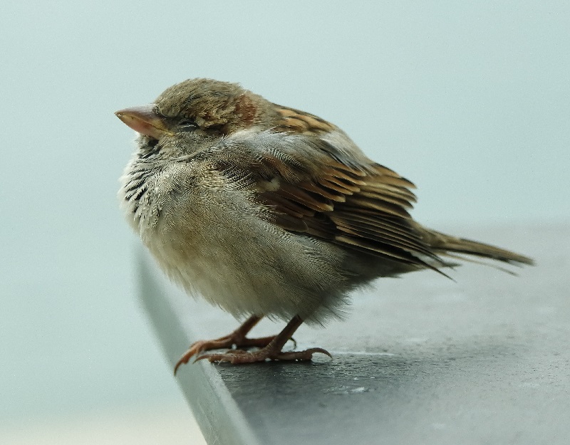 Định nghĩa chim sẻ là gì?