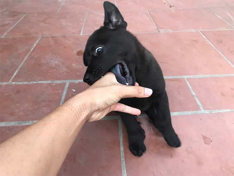 Chó đen của nhà hàng xóm vào nhà bạn là điềm gì?
