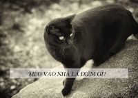 meo vao nha la diem gi