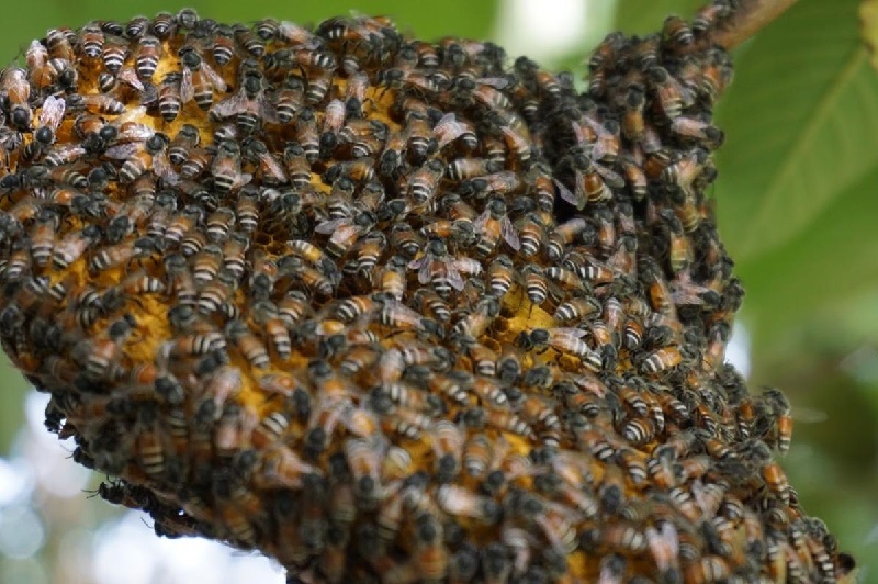 Giới thiệu về loài ong