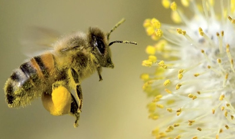 Mơ thấy ong bay vào nhà là điềm gì?