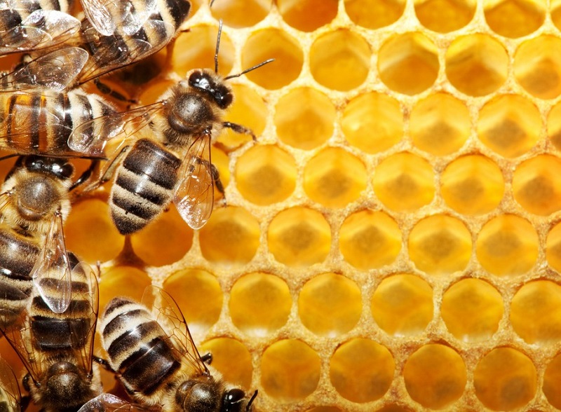 Ong mật bay vào nhà