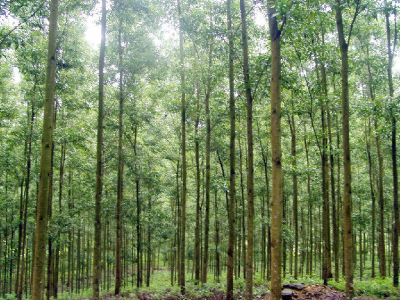 Có nên mua đất sổ xanh hay không?