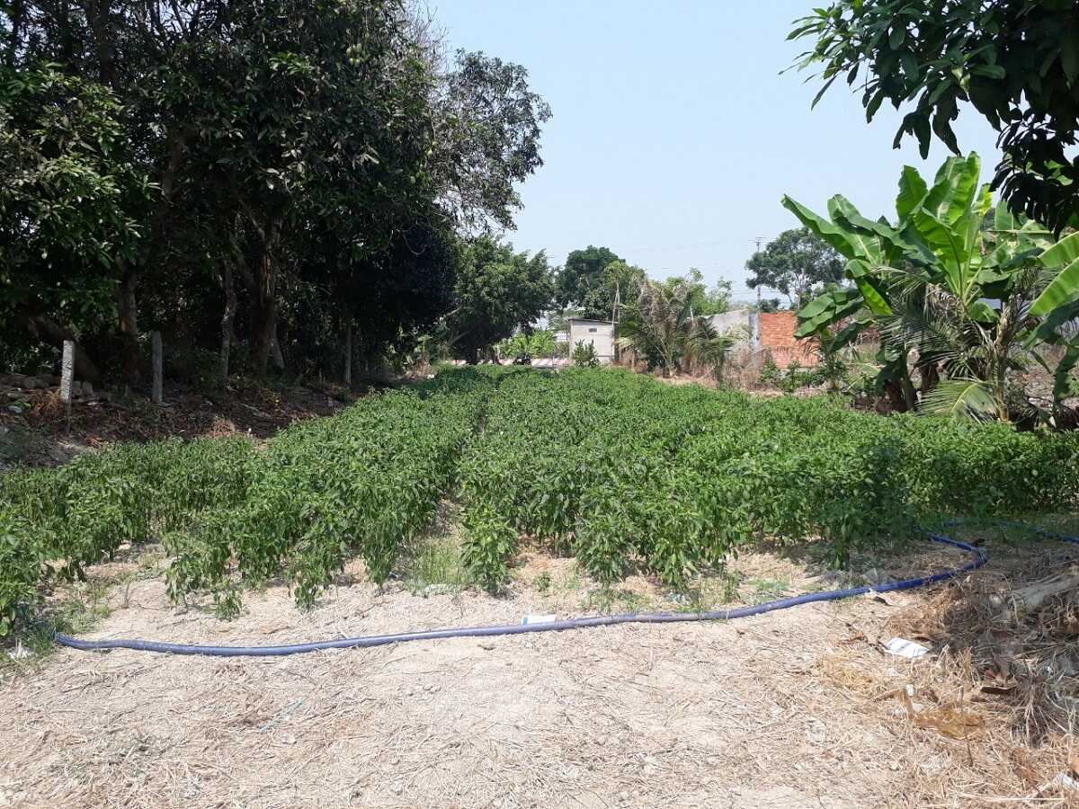 Thị trường nhà đất An Giang khởi sắc sau đại dịch