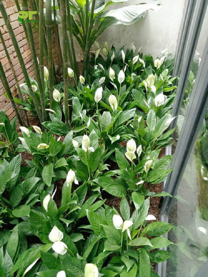 Nhà hướng Đông Bắc trồng cây gì