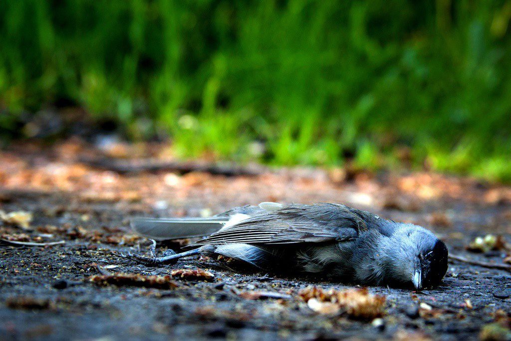 Chim bay vào nhà và chết
